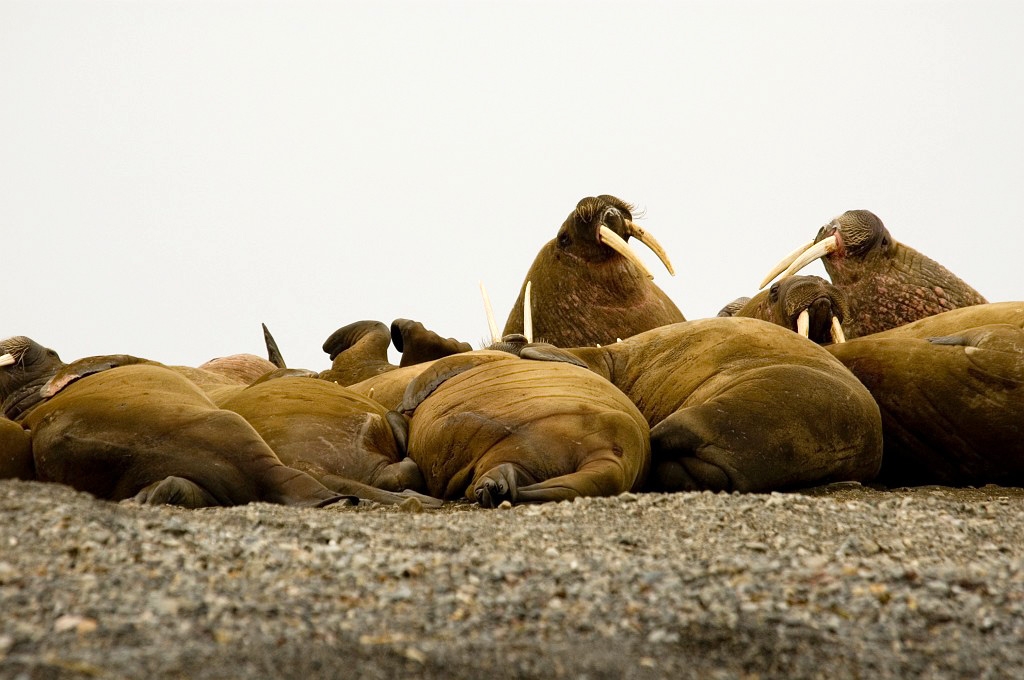 2507 Hvalros23.jpg - Walrus (Odobenus rosmarus) Hvalros, Spitsbergen Norway July 2008